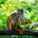 Two monkeys sitting on a tree branch in a lush green forest, looking alert. The image represents the monkey theory related to the gunfire scene in The White Lotus Season 3.