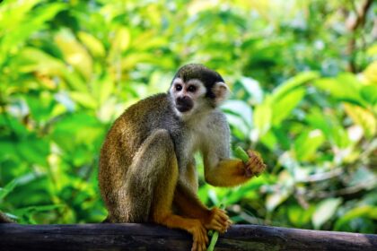 Two monkeys sitting on a tree branch in a lush green forest, looking alert. The image represents the monkey theory related to the gunfire scene in The White Lotus Season 3.