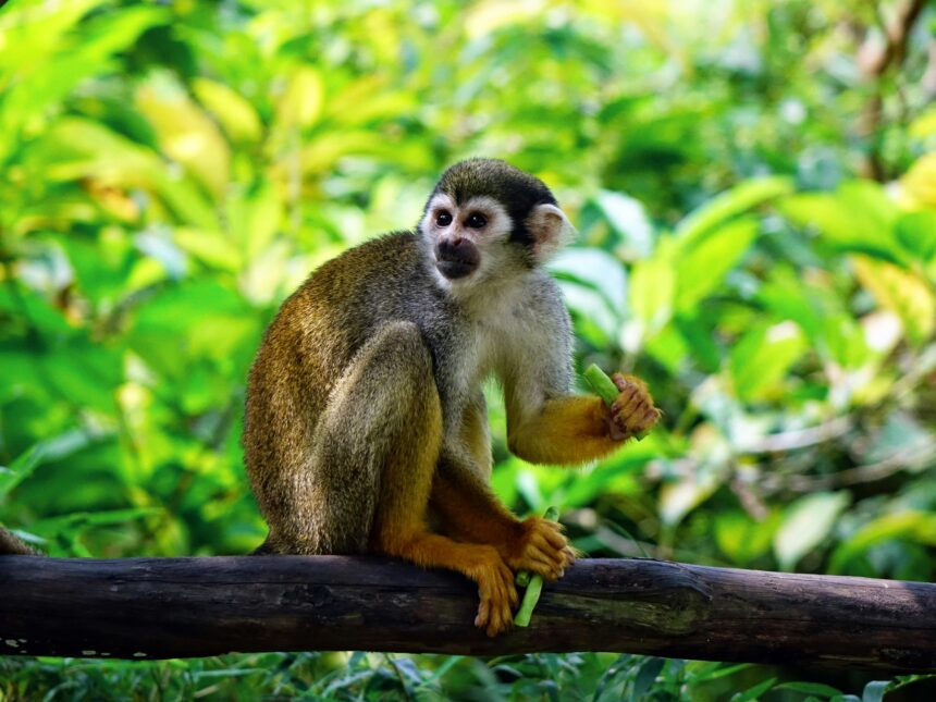 Two monkeys sitting on a tree branch in a lush green forest, looking alert. The image represents the monkey theory related to the gunfire scene in The White Lotus Season 3.